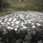 Bornholm rock carvings research screenshot